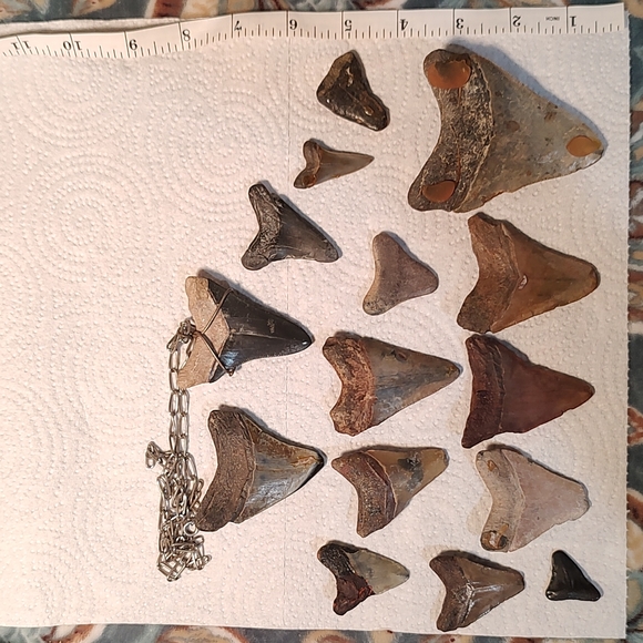 Sharks teeth - Picture 4 of 4